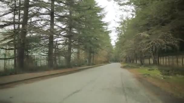 Водіння на машині вздовж алеї. Дерева з обох боків дороги — стокове відео