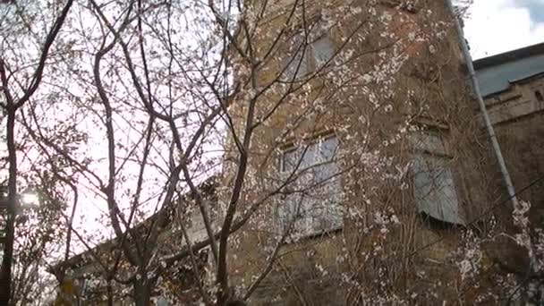 Oude verlaten huis, uitzicht vanaf de straat met bloeiende bomen. — Stockvideo