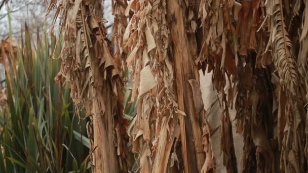Сушеные банановые пальмы, крупным планом, раскачивающиеся на ветру — стоковое видео