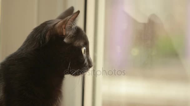 De zwarte kat zit op de vensterbank en kijkt uit het raam. Katten-profiel — Stockvideo