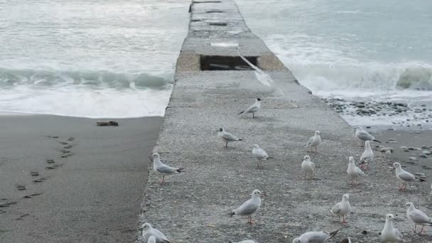 Γλάροι στην προβλήτα κατά τη διάρκεια μιας καταιγίδας. Κύματα της θάλασσας — Αρχείο Βίντεο