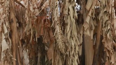 Kurutulmuş muz avuç içi, yakın çekim, rüzgarda sallanan