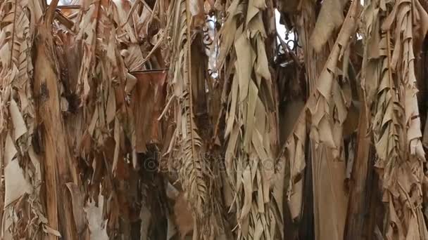 Palmeras secas de plátano, de cerca, balanceándose en el viento — Vídeo de stock