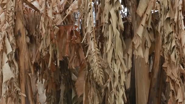 Сушеные банановые пальмы, крупным планом, раскачивающиеся на ветру — стоковое видео