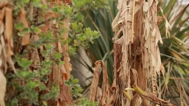 Palmiers à bananes séchés, gros plan, balançant dans le vent — Video