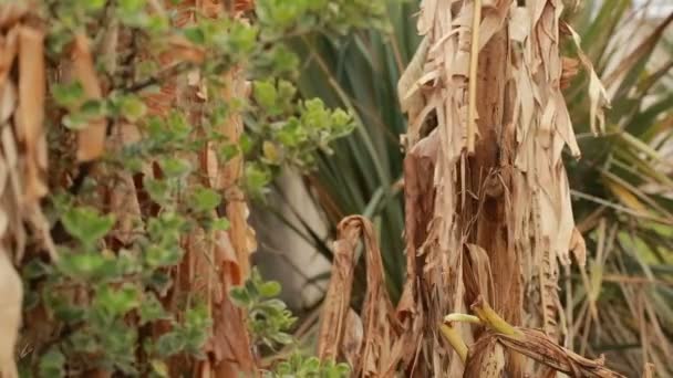 Palmeras secas de plátano, de cerca, balanceándose en el viento — Vídeos de Stock