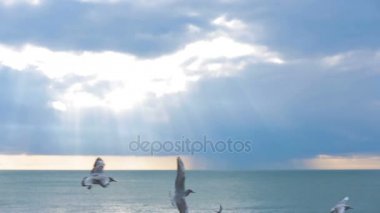 Denize bir fırtına sırasında bir martı sinek