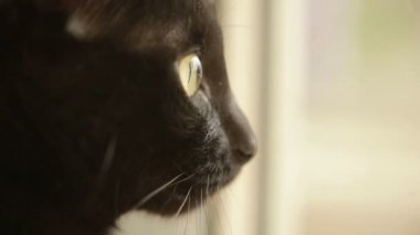 Kara kedi kenarında oturur ve pencereden dışarı görünüyor. Kediler profili