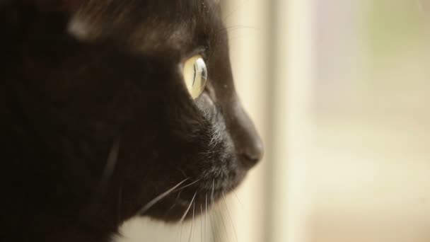Η μαύρη γάτα κάθεται στο περβάζι και κοιτάζει έξω από το παράθυρο. Γάτες προφίλ — Αρχείο Βίντεο