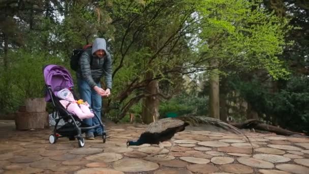 Mamma e papà, giocando con il loro bambino, seduti in un passeggino: passeggiare nel parco — Video Stock