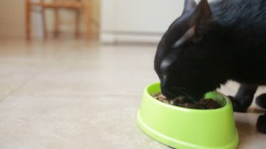 Güzel siyah kedi yemek yiyecek, yakın çekim. Kuru gıda