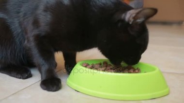 Güzel siyah kedi yemek yiyecek, yakın çekim. Kuru gıda