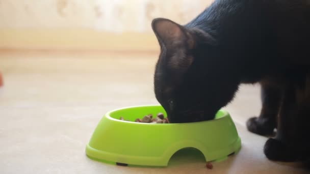 Hermoso gato negro comiendo comida, de cerca. comida seca — Vídeos de Stock