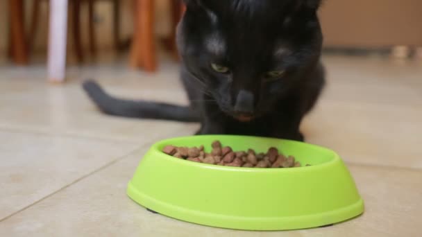 美しい黒い猫が食べて、クローズ アップ。乾燥食品 — ストック動画