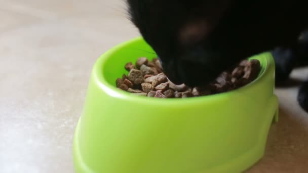 Beau chat noir mangeant de la nourriture, gros plan. aliments secs — Video