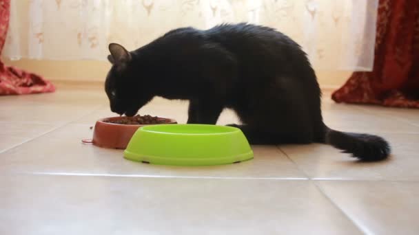 Hermoso gato negro comiendo comida, de cerca. comida seca — Vídeos de Stock