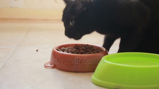 Schöne schwarze Katze, die Futter isst, aus nächster Nähe. Trockenfutter — Stockvideo