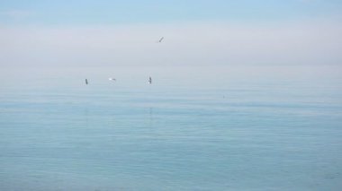 Denize bir fırtına sırasında bir martı sinek