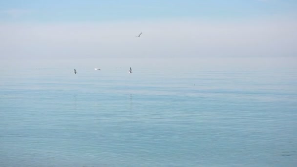 Burung camar terbang di atas laut selama badai — Stok Video