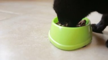 Güzel siyah kedi yemek yiyecek, yakın çekim. Kuru gıda
