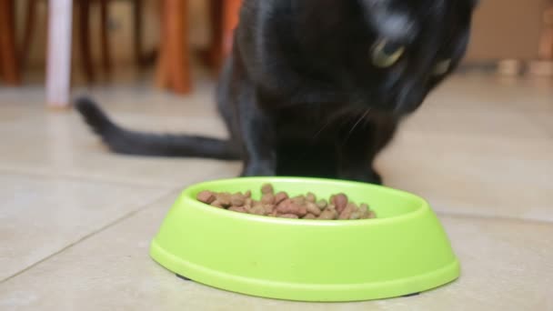 Krásná černá kočka jíst jídlo, detail. suché krmivo — Stock video