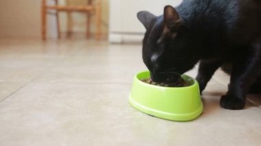 Güzel siyah kedi yemek yiyecek, yakın çekim. Kuru gıda