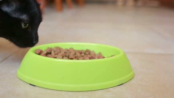 Красива чорна кішка їсть їжу, крупним планом. суха їжа — стокове відео
