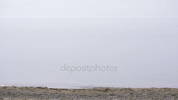 Meeuwen vliegen over de zee tijdens een storm — Stockvideo