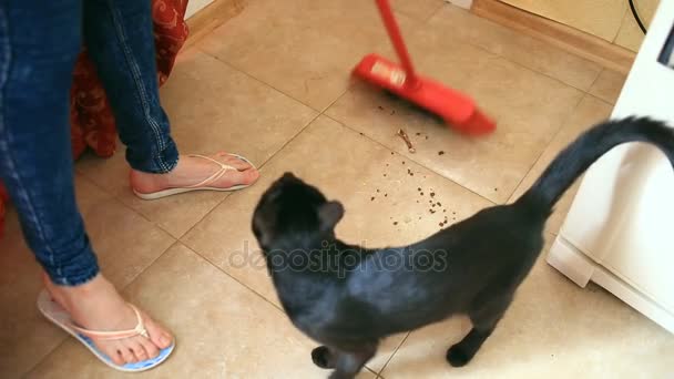 女性は、ブラシとシャベルのダイニング ルームで、キッチンの床を掃引します。黒猫時計女性スイープ床です。猫のドライフード — ストック動画