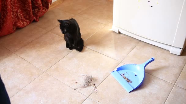 Žena vytírá podlahu v kuchyni, v jídelně se štětcem a lopatu. Černá kočka pozoruje žena zamést podlahu. Kočičí suché potraviny — Stock video