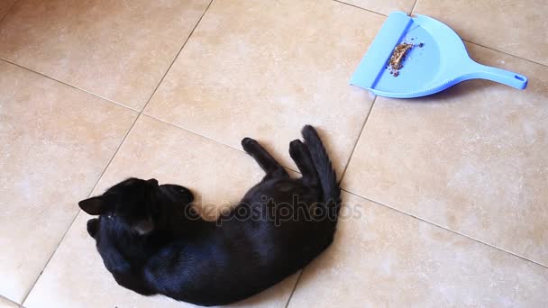 Une femme balaie le sol dans la cuisine, dans la salle à manger avec une brosse et une pelle. Le chat noir regarde la femme balayer le sol. Nourriture sèche féline — Video