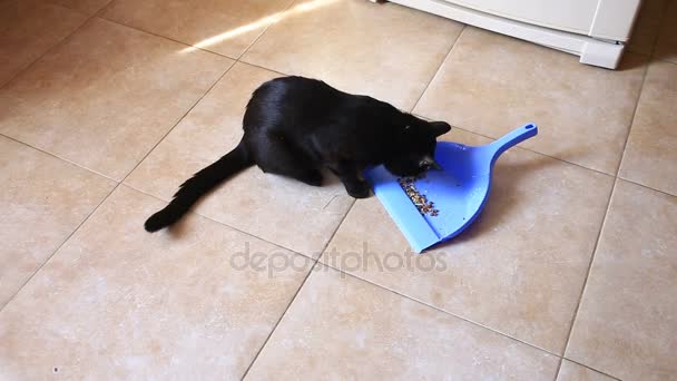 Una mujer barre el suelo en la cocina, en el comedor con un cepillo y una pala. El gato negro ve a la mujer barrer el suelo. Alimento seco felino — Vídeos de Stock