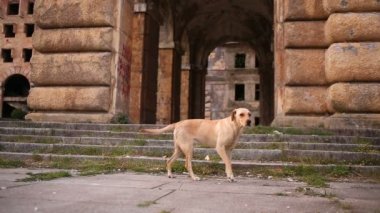 Bir sokak köpeği bir yıkık bina, kemerin arkasında bir kadın turist tarafından içine acele arka plan üzerinde