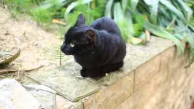 Kara kedi evin avlusunda yürür