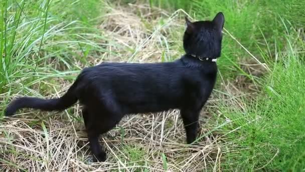 Gatto nero che mastica erba, un gatto cammina nel cortile della casa — Video Stock