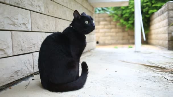 Черная кошка гуляет по двору дома — стоковое видео