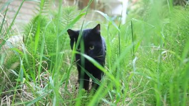 Kara kedi çiğneme çimen, bir kedi evin avlusunda yürür.