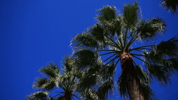 Kız mavi gökyüzü ve palmiye ağaçları karşı tek kullanımlık bir fincan sokakta içki içiyor. Alt görünümü — Stok video