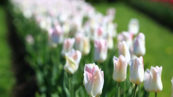 很多新鲜的白色和粉红色郁金香花在城市公园的花坛. — 图库视频影像
