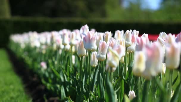 Flowerbed of many fresh white and pink tulips flowers in city park. — Stock Video