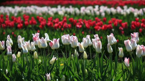 Flowerbed of many fresh red, white and pink tulips flowers in city park. — Stock Video