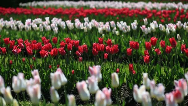 Blomsterrabatt av många färska röda, vita och rosa tulpaner blommor i stadsparken. — Stockvideo