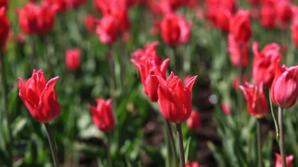 Flowerbed of many fresh red tulips flowers in city park. — Stock Video