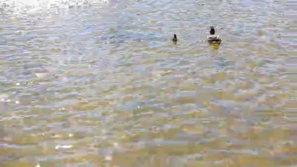 Canards avec canetons nageant dans le lac .