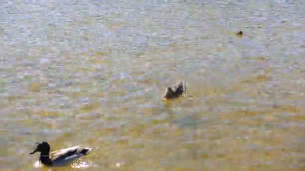 Canards avec canetons nageant dans le lac .