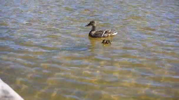 Kachny s ducklings plavání v jezeře. — Stock video