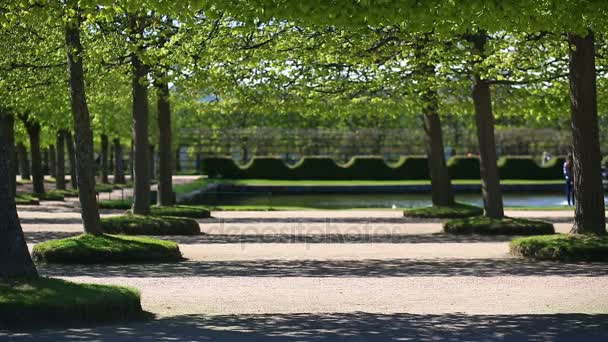 Een meisje in een roze jas met sneakers en zonnebrillen wandelingen langs het park steegje — Stockvideo