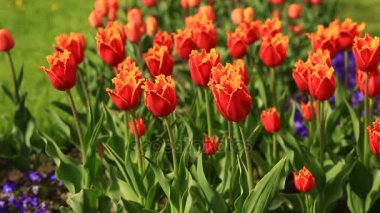 Flowerbed Şehir Parkı içinde birçok taze kırmızı lale çiçek.