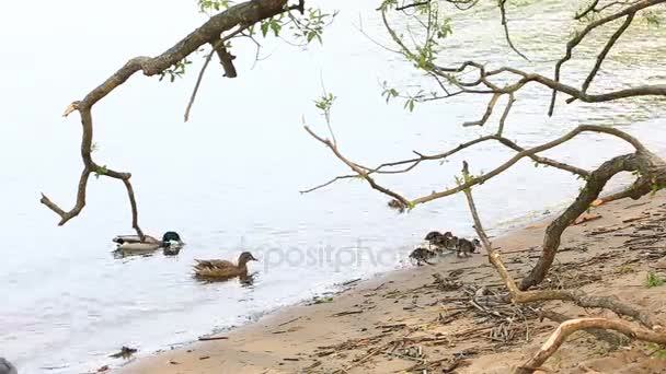 Patos con patos nadando en el lago . — Vídeo de stock