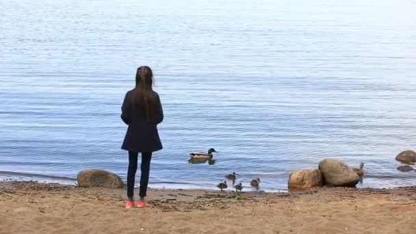 Dívka živí kachna s ducklings na břehu přehrady — Stock video